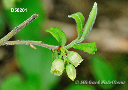 Velvet-leaved Blueberry (Vaccinium myrtilloides)